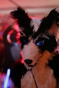 Eurofurence 14