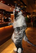 Eurofurence 17