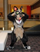 FurDU 2015