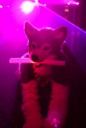 Furvester 2018-2019