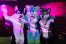Furvester 2018-2019