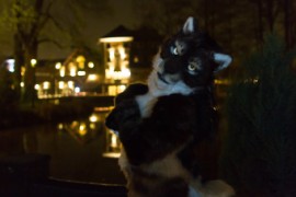 Furry Weekend Holland 2018