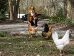 Furry Weekend Holland 2019