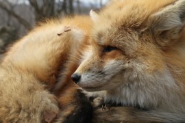 Japan Meeting of Furries 2016