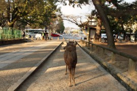 Japan Meeting of Furries 2017