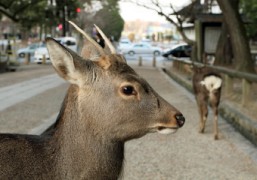 Japan Meeting of Furries 2017