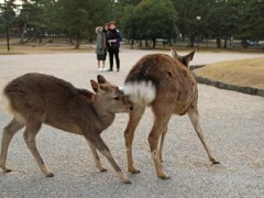 Japan Meeting of Furries 2017