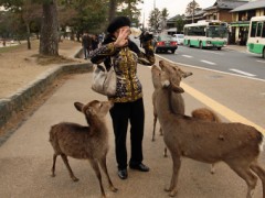 Japan Meeting of Furries 2017