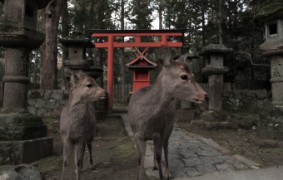 Japan Meeting of Furries 2017