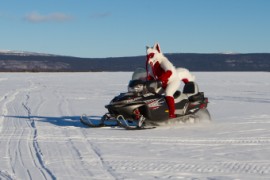 Furry northern Sweden trip