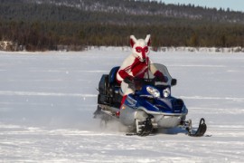 Furry northern Sweden trip