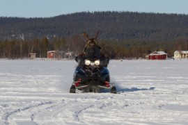 Furry northern Sweden trip