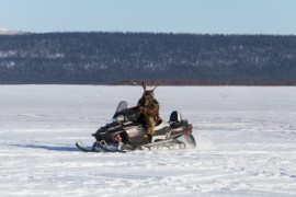 Furry northern Sweden trip