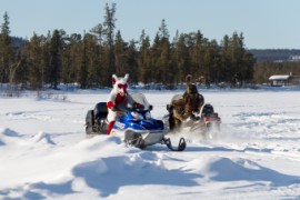 Furry northern Sweden trip