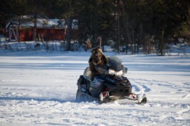 Furry northern Sweden trip