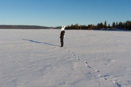 Furry northern Sweden trip