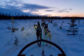 Furry northern Sweden trip
