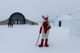 Furry northern Sweden trip