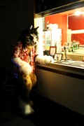 ScotiaCon 2011