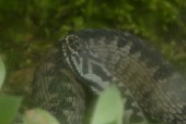 ef13